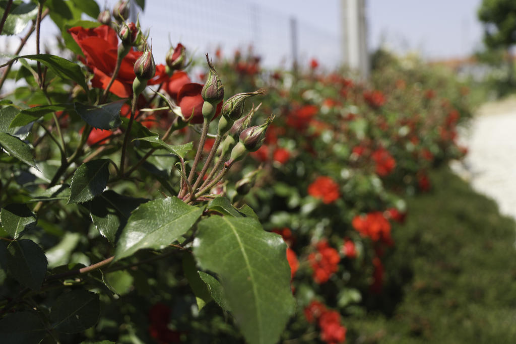 Agriturismo Sarmore Salmore ภายนอก รูปภาพ